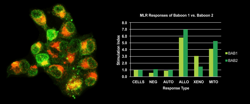 Mixed Lymphocyte Reaction - Xeno Diagnostics